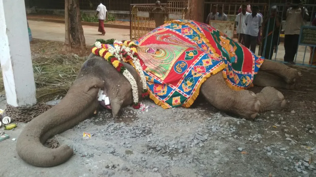 rukku death